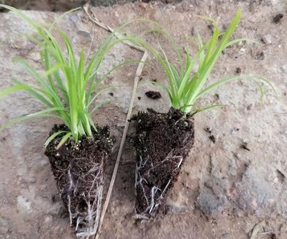 佛子茅（穴盤(pán)苗）